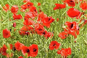 Flowering Meadow Scene Drucke: Corn poppy