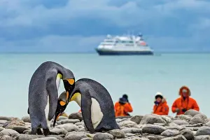 Drucke von Verhaltensweise der Paarung und National Geographic Orion, Königspinguine (Aptenodytes patagonicus), bei St. Andrews Bay, Südgeorgien Südgeorgien Und Südliche Sandwichinseln Drucke: Verhaltensweise der Werbung und National Geographic Orion