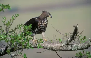 Kroneäher (Stephanoaetus coronatus) im Baum