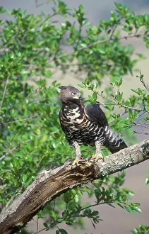 Drucke von Kronenadler (Stephanoaetus coronatus) in Baum. Eshowe Natal. Südafrika Kronenadler Drucke: Kronenadler (Stephanoaetus coronatus) in Baum. Eshowe Natal. Südafrika