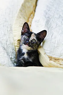 Curious Kitten Drucke: Curious kitten on bed