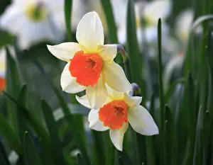 Narcissus Pseudonarcissus Drucke: Two daffodil with a shallow depth of field