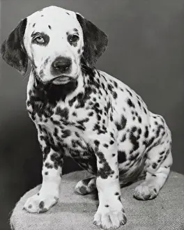 Domestic Animals Drucke: Dalmatian
