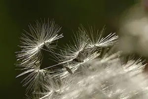 Common Dandelion Plant Drucke: Dandelion