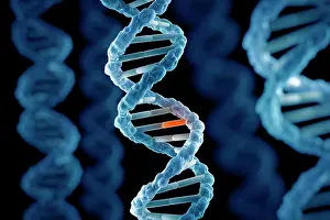 DNA Double Helix Structure Drucke: DNA Structure