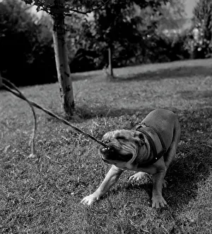 Black And White Dog Photography Drucke: Dog pulling leash