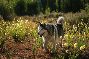 Wilderness Animal Photography Drucke: Dog in the widlerness