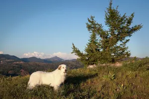 Hund im Widdern