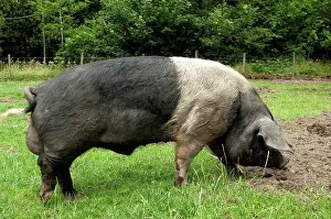 Klunkerkrähen Drucke: Hausschwein, British Saddleback