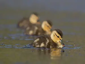 Aquatic Birds Drucke: Ducklings gently floating on tranquil waters at dusk