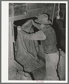 Agricultural Industry Images Drucke: Dumping peanuts into conveyor hopper