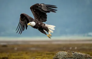 American Bald Eagle Drucke: Eagle Take Off