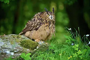 Drucke von Eurasianer Adler-Uhu (Bubo bubo), erwachsen, schüttelt sich auf Felsen an der Kante des Waldes, Böhmischer Wald, Tschechische Republik, Europa Steinuhu Drucke: Eurasischer Schreiadler (Bubo bubo)