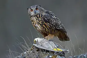 Drucke von Europäischer Kaiseradler (Bubo bubo), Weibchen an seinem Fressplatz mit einem gefangenen Wanderfalke (Falco peregrinus) in seinen Krallen, Biosphärenreservat Schwäbische Alb, Baden-Württemberg Wanderfalke Drucke: Eurasischer Schreiadler (Bubo bubo)