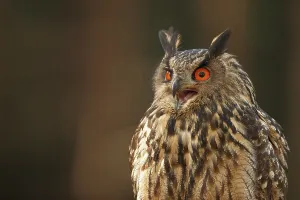Czech Republic Wildlife Photos Drucke: Eurasian Eagle Owl, Bubo bubo, captive