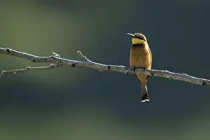 Europäische Bienenfresser Drucke: Ein europäischer Bienenfresser, Merops apiaster, ruht auf einem Ast.