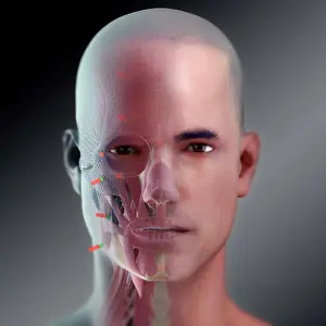 Biomedical Illustration Drucke: Facial Reconstruction