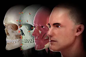 Human Skull Anatomy Drucke: Facial Reconstruction