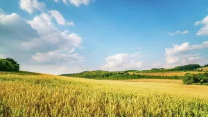 Buckinghamshire Countryside Drucke: Fields of maize run down to the valley bottom in the Chiltern Hills