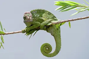 Chamäleons Drucke: Fischer-Chameleon hängt an einem Baum.