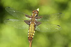 Outdoor Wildlife Shots Drucke: Flat belly