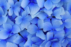 Full Frame Flower Head Drucke: Close-up of hydrangeas