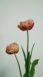 Spring Flowers Close Up Drucke: Tulips side profile against plain backdrop