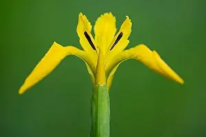Yellow Iris Blossom Drucke: Flower of the marsh iris (Iris pseudacorus), Dötlingen, Lower Saxony, Germany