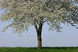 Fruit Tree Bloom Drucke: Flowering cherry tree