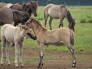 German Horse Breeds Drucke: Two foals interacting playfully in a meadow
