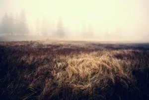 2015 Drucke: Der Nebel beinahe verdeckt die Kiefern, Licht fällt auf einen Fleck langen Grases.
