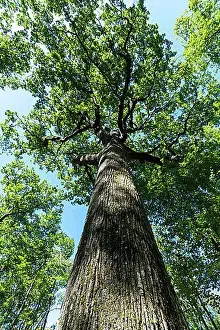 Western Europe Countryside Scenery Drucke: Forest of Troncais. Remarkable oak tree