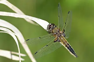 Dragonflies In Natural Habitat Drucke: four-spotted chaser