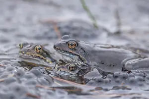 Amphibian Photography Drucke: frogs with eggs in pond