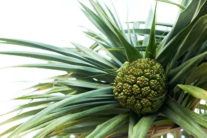 Oben auf dem Palmenstamm wächst Obst