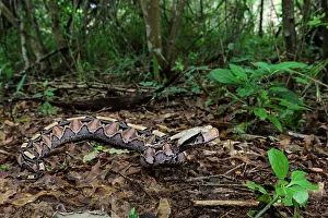 KwaZulu Natal Landscape Drucke: The Gaboon Adder (Bitis gabonica)