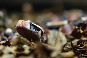 Venomous Reptiles Drucke: The Gaboon Adder (Bitis gabonica)