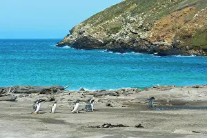 Falklandinseln Drucke: Gentou-Pinguine (Pygoscelis papua) überqueren einen Bach