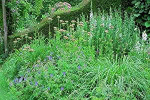 British Garden Flowers Drucke: Geranium in bloom in a garden