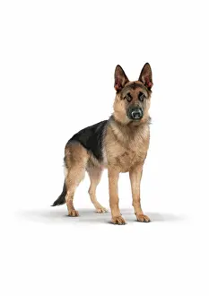 White Background Animal Photography Drucke: German Shepherd on white background