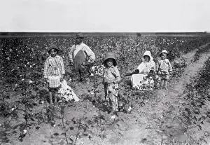 Drucke von Geronimo, Oklahoma: 10. Oktober 1916 Eine Familie pflückt Baumwolle auf 20 Hektar, die sie in Comanche County mieten April Drucke: Geronimo, Oklahoma: 10. Oktober