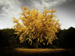 Medicinal Plant Properties Drucke: Ginko tree