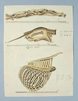 Drucke von Giraffa camelopardalis (Giraffe), Skelett. Skeletteile einer Giraffe: der Hals, das Becken mit dem Schwanz und die Rippenhöhle; mit Maßstab in Rijnlandse Maat Giraffa Drucke: Giraffa camelopardalis (Giraffe)