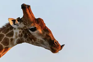 African Mammal Photos Drucke: Giraffe (Giraffa camelopardalis)