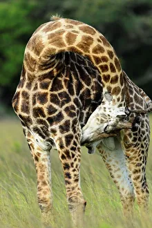 African Animal Portrait Drucke: Giraffe (Giraffa camelopardalis)