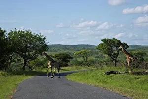 Giraffe, Giraffa camelopardalis