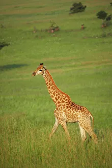 African Mammal Photos Drucke: Giraffe (Giraffa camelopardalis)