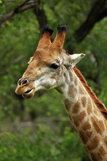 African Giraffe Drucke: Giraffe (Giraffa camelopardalis)