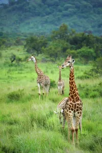 African Giraffe Drucke: Giraffe (Giraffa camelopardalis)