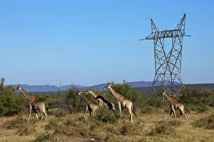 Giraffe, Giraffa camelopardalis